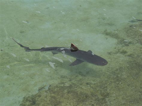 Shark attack: American tourist 'severely injured' while snorkeling in Turks and Caicos